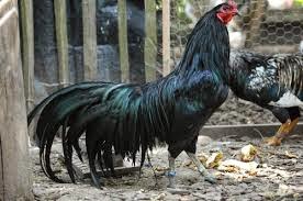 Hasil gambar untuk ayam petarung asli indonesia