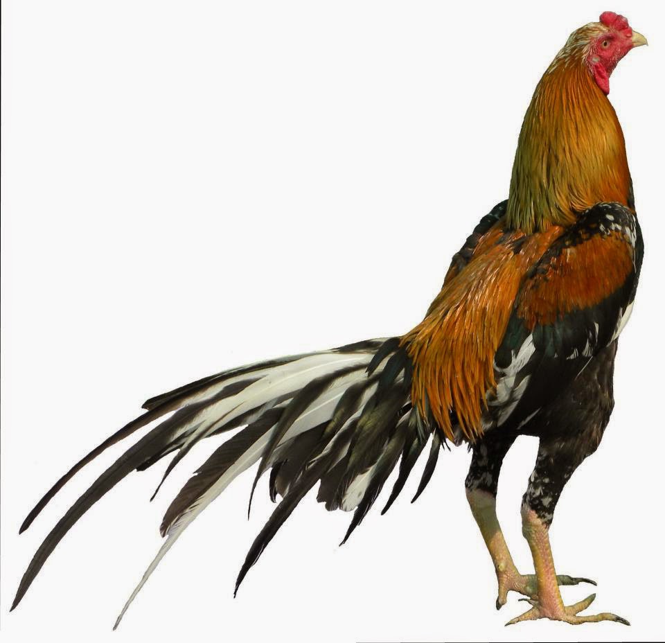 3 Jenis Ayam Laga Terbaik Di Dunia Saat IniAgen Sabung Ayam